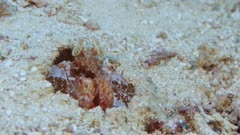 Spearing Mantis Shrimp hiding under sand