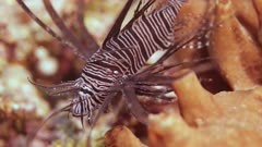 Lionfish on coral
