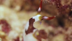back of Tambja morosa, nudibranch looking around on coral