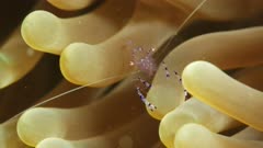 Bubble shrimp on anemone