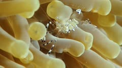 Bubble shrimp on anemone
