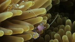 Multiple bubble shrimp on anemone