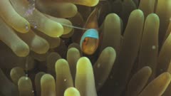Bubble shrimp and clownfish on anemone