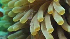 Tilt up to Bubble shrimp and clownfish on anemone