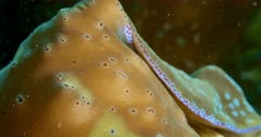 Extreme close up of sea slug, obscure
