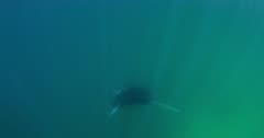 manta ray doing flips, sunlight reflecting off belly