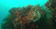 low angle tilted up at coral head with large schools of fish swimming above