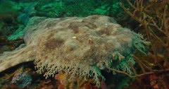 camera pans left from reef to reveal Tasseled Wobbegong Shark laying on reef
