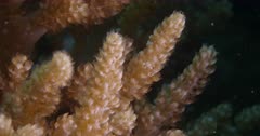 Closeup of Soft coral moving in current