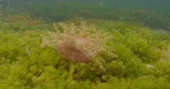 Jellyfish planting themselves upside down in bed of marine lake