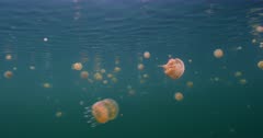 Tilt up, camera travels through jellyfish near surface of lagoon