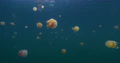 camera travels through jellyfish near surface of lagoon
