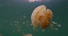 camera tracks jellyfish at low angle near surface of lagoon
