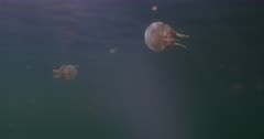 camera travels along sunlit surface through jellyfish, tilt up to jellyfish. Lens flare