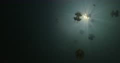 Low angle of jellyfish silhouettes