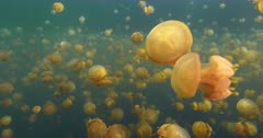 travelling through large school of jellyfish