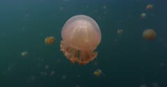Approaching jellyfish in lagoon