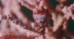Close up of pygmy seahorse attached to coral