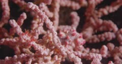Close up of couple pygmy seahorse attached to coral