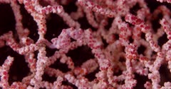 Close up of pygmy seahorse attached to coral