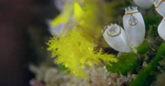 Closeup of soft coral opening and closing