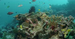 Long take of various fish swimming above reef