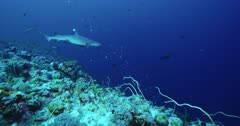 camera travels along reef past various reef fish, camera tracks Whitetip Reef Shark
