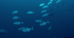 camera tracks schools of Bigeye Trevally along coral wall to silhouette