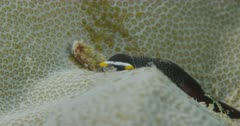 Chelidonura Inornata Sea Slug crawling on coral