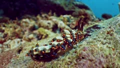Nudibranch crawling away on coral