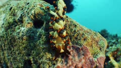 Nudibranch crawling on rock in current and out of camera