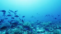 great shot of fish and a shark swimming near coral reef