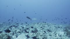 fish swimming above coral seabed and a shark swimming in background