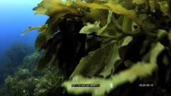 SFR589131 - Underwater Algae Bloom