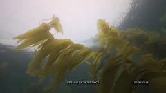 SFR589131 - Underwater Algae Bloom