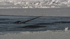 Pod Of Narwhals Gather In Channel In Ice