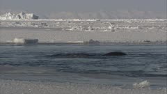 Pod Of Narwhals Gather In Channel In Ice