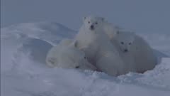 Mother Polar Bear &amp; Twin Cubs Cuddle In Snow On Ice