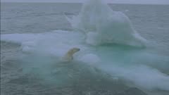 Male Polar Bear On Lone Ice Berg