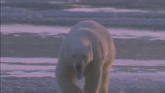 Polar Bear In Ice Seal Hole &amp; Polar Bear Running On Ice Jumping Into Seal Hole