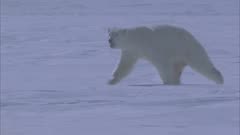 Mother Polar Bear  Twin Cubs Running &amp; Reunited