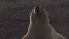 Lone Hungry Skinny Female Polar Bear