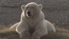 Lone Hungry Skinny Female Polar Bear