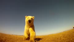 Lone Polar Bear Cubs Runs To Camera As It Dollys