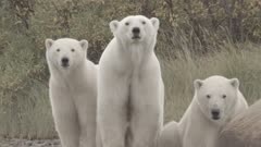 Mother Polar Bear &amp; Twin Cubs Walk Down River Bed