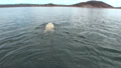 Lone Male Polar Bear Swimming
