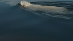 Lone Male Polar Bear Swimming &amp; Diving