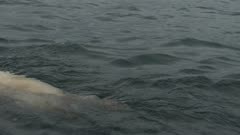 Mother Polar Bear  &amp; Two Cubs Swimming in open water