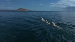 Mother Polar Bear &amp; Twin Cubs Swimming in Open Water