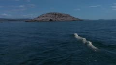 Mother Polar Bear &amp; Twin Cubs Swimming in Open Water